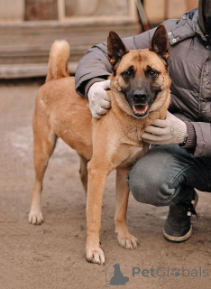 Zdjęcie №1. pies nierasowy - na sprzedaż w Petersburg | Bezpłatny | Zapowiedź №165127