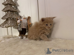 Zdjęcie №2 do zapowiedźy № 132167 na sprzedaż   - wkupić się Szwajcaria 