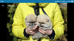 Zdjęcie №4. Sprzedam  w Kijów.  - cena - Bezpłatny