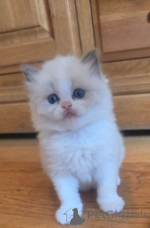 Zdjęcie №1. ragdoll - na sprzedaż w malaga | negocjowane | Zapowiedź № 176415