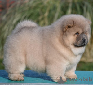 Zdjęcie №2 do zapowiedźy № 139196 na sprzedaż  szpic miniaturowy - wkupić się Serbia 