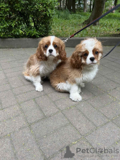 Dodatkowe zdjęcia: Słodka dziewczynka Amanda Cavalier King Charles Spaniel