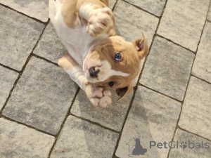 Zdjęcie №3. Dominika Trzuskot. Polska