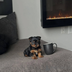 Zdjęcie №2 do zapowiedźy № 171928 na sprzedaż  yorkshire terrier - wkupić się Niemcy hodowca