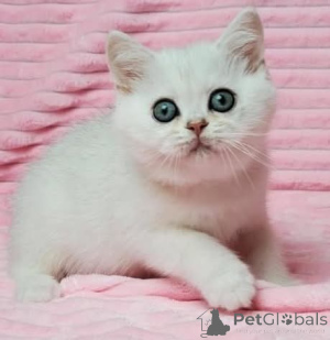 Zdjęcie №1.  - na sprzedaż w Popiół | Bezpłatny | Zapowiedź № 163570