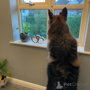 Zdjęcie №2 do zapowiedźy № 139945 na sprzedaż  owczarek niemiecki - wkupić się Niemcy 