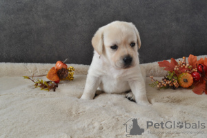 Zdjęcie №1. labrador retriever - na sprzedaż w Berlin | 2511zł | Zapowiedź №72886