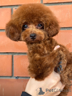 Zdjęcie №2 do zapowiedźy № 155083 na sprzedaż  pudel (krasnolud) - wkupić się Federacja Rosyjska 