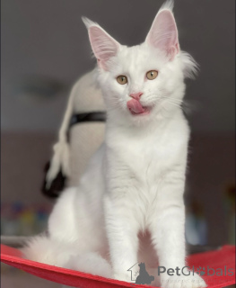 Zdjęcie №2 do zapowiedźy № 163465 na sprzedaż  maine coon - wkupić się Niemcy hodowca