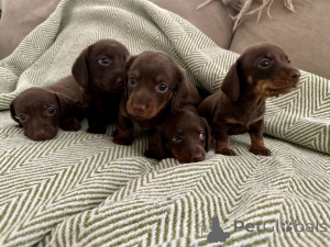 Zdjęcie №1. jamnik - na sprzedaż w Berlin | negocjowane | Zapowiedź №143147