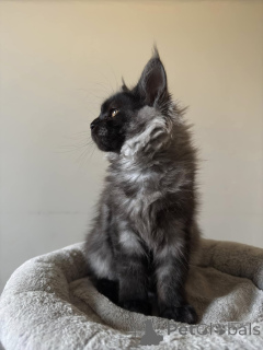 Zdjęcie №3. Maine-Coon-Kätzchen Verkaufen. Niemcy