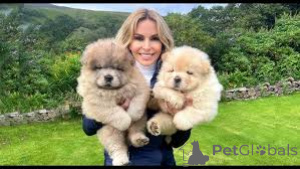 Zdjęcie №1. chow-chow - na sprzedaż w Amsterdam | 3348zł | Zapowiedź №160789