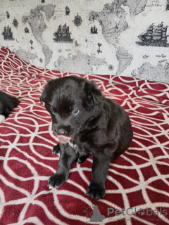 Zdjęcie №2 do zapowiedźy № 58080 na sprzedaż  pies nierasowy - wkupić się Białoruś prywatne ogłoszenie