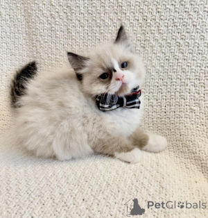 Zdjęcie №1. ragdoll - na sprzedaż w Delémont | 1674zł | Zapowiedź № 178743