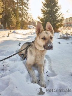 Zdjęcie №1. pies nierasowy - na sprzedaż w Москва | Bezpłatny | Zapowiedź №139028