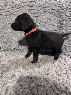 Zdjęcie №1. labrador retriever - na sprzedaż w Manchester | negocjowane | Zapowiedź №166832