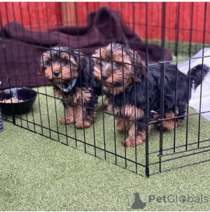 Zdjęcie №1. yorkshire terrier - na sprzedaż w Ħad-Dingli | negocjowane | Zapowiedź №137825