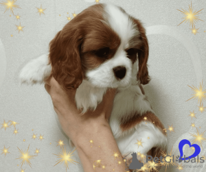 Zdjęcie №2 do zapowiedźy № 69705 na sprzedaż  cavalier king charles spaniel - wkupić się Białoruś hodowca