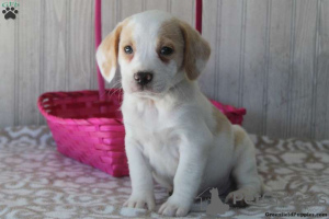 Zdjęcie №1. beagle (rasa psa) - na sprzedaż w East Texas | 1585zł | Zapowiedź №69914