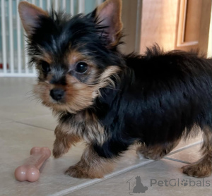 Zdjęcie №2 do zapowiedźy № 164486 na sprzedaż  yorkshire terrier - wkupić się Finlandia hodowca