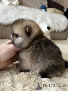 Zdjęcie №1. szpic miniaturowy - na sprzedaż w Monachium | negocjowane | Zapowiedź №165635