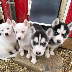 Zdjęcie №3. Dostępne 10 tygodni Siberian Husky Szczenięta.. Albania