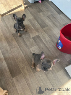 Zdjęcie №3. Kc zarejestrował buldogi francuskie..Whatsapp mnie pod numerem 44 7453 907158. Wielka Brytania