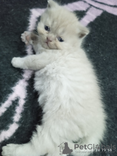 Zdjęcie №3. Oszałamiająco piękna kotka z Ukrainy.. Szwajcaria