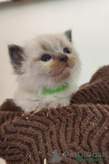 Zdjęcie №3. SEAL Point Ragdoll-Kätzchen. Niemcy