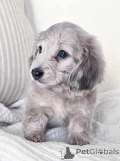 Zdjęcie №2 do zapowiedźy № 144518 na sprzedaż  jamnik - wkupić się Niemcy hodowca