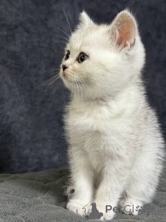 Zdjęcie №1. scottish straight - na sprzedaż w Mińsk | 598zł | Zapowiedź № 164179