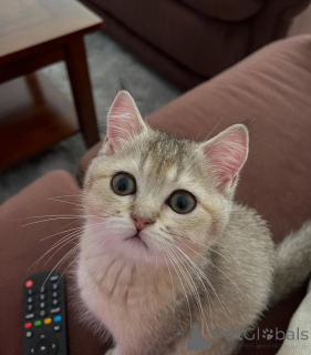 Zdjęcie №1. kot brytyjski krótkowłosy - na sprzedaż w Killarni | negocjowane | Zapowiedź № 156693