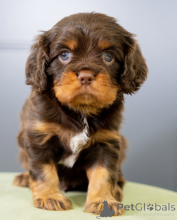 Zdjęcie №2 do zapowiedźy № 155454 na sprzedaż  cavalier king charles spaniel - wkupić się Szwecja prywatne ogłoszenie