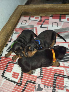 Zdjęcie №3. Doberman szczeniak. Serbia