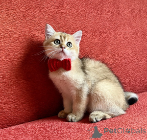 Zdjęcie №4. Sprzedam scottish straight w Bratysława. hodowca - cena - negocjowane