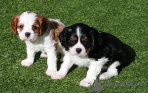 Zdjęcie №1. cavalier king charles spaniel - na sprzedaż w Helsinki | negocjowane | Zapowiedź №174024