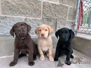 Zdjęcie №1. labrador retriever - na sprzedaż w Denver | 2317zł | Zapowiedź №174340