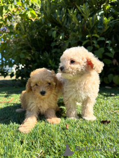 Zdjęcie №1. pudel (zabawka) - na sprzedaż w Warszawa | negocjowane | Zapowiedź №160833