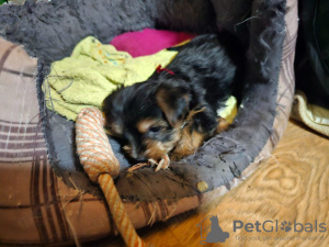 Zdjęcie №3. Cachorros Yorkie en busca de abratas. Hiszpania