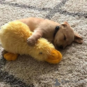 Zdjęcie №2 do zapowiedźy № 54207 o zakupie  - wkupić się Chorwacja prywatne ogłoszenie, od żłobka, ze schronu