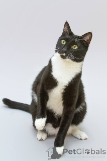 Zdjęcie №4. Sprzedam  w Chimki. ze schronu - cena - Bezpłatny