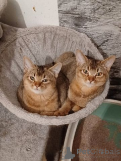 Zdjęcie №1. kot burmski - na sprzedaż w Бургдорф | 2392zł | Zapowiedź № 130345