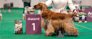 Zdjęcie №2. Usługi krycia cocker spaniel angielski. Cena - negocjowane