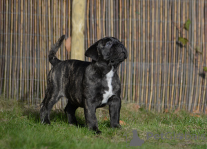 Dodatkowe zdjęcia: Dostępna suczka bullmastiff księżna