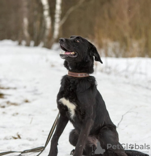Zdjęcie №2 do zapowiedźy № 133502 na sprzedaż  pies nierasowy - wkupić się Federacja Rosyjska prywatne ogłoszenie