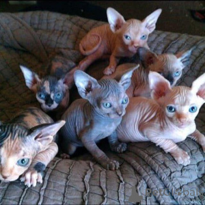 Zdjęcie №1. sfinks - na sprzedaż w Barcelona | 2870zł | Zapowiedź № 160911