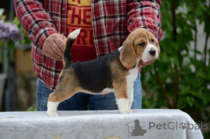 Zdjęcie №1. beagle (rasa psa) - na sprzedaż w Mińsk | 897zł | Zapowiedź №168999