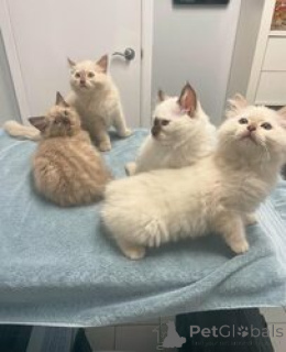 Zdjęcie №1. ragdoll - na sprzedaż w Antwerpia | Bezpłatny | Zapowiedź № 154163