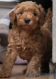 Zdjęcie №4. Sprzedam pudel (zabawka) w Belgrad.  - cena - negocjowane