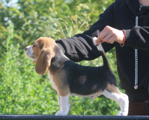 Zdjęcie №1. beagle (rasa psa) - na sprzedaż w Mińsk | 3025zł | Zapowiedź №2899